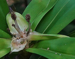 Freycinetia marantifolia, male spikes with free stamens, subtended by whitish bracts, G. Meja, Manokwari, West Papua