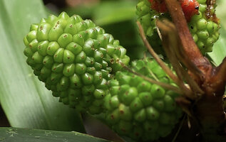 Freycinetia marantifolia, maturing cephalia, each berry with apical remnants of stigmas, from one to four, Kundiman, East Sepik, Papua New Guinea