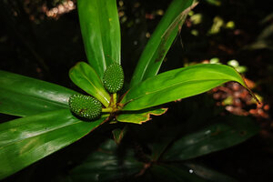 Freycinetia marantifolia, maturing cephalia, Malagufuk, Sorong, West Papua