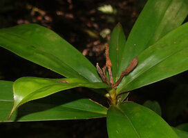 Freycinetia marantifolia, old cephalia, the mature fruits all eaten by animals, only the central axis remaining erect, Malagufuk, Sorong, West Papua