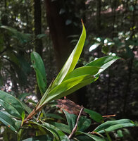 Freycinetia marantifolia, relaying shoot after apical flowering, the first leaves being reduced to cataphylls, Malagufuk, Sorong, West Papua
