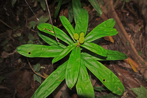 Freycinetia marantifolia, ripening female cephalia terminating an erect stem, G. Meja, Manokwari, West Papua