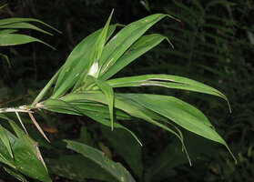 Freycinetia marantifolia, young developing terminal male inflorescence, Kundiman, East Sepik, Papua New Guinea