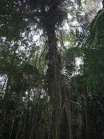 Freycinetia polystachya, aerial adventitious roots hanging from forest canopy, Mahawu forest, North Sulawesi