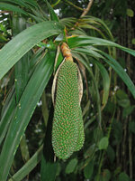 Freycinetia polystachya infructescence, Mahawu forest, North Sulawesi