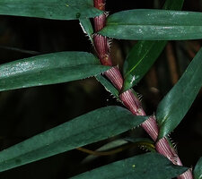 Freycinetia rigidifolia, pink striate sheath and blade with soft spines at the base, Deramakot FR, Sabah, Borneo