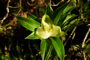 Freycinetia scandens, bracts and female cephalia, Tari, 2000 m asl, Hela, Papua New Guinea