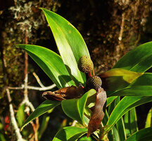 Freycinetia scandens, maturing fruits surrounded by the brown withering bracts, Tari, 2000 m asl, Hela, Papua New Guinea