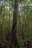 Freycinetia sp., aerial downwards growing feeding roots, Colo-I-Suva, Viti Levu, Fiji