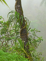 Freycinetia storckii, the main stem fixed by adventitious roots and climbing in a spiral around the stipe of a tree fern, Taveuni, Fiji