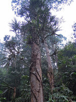 Freycinetia sumatrana, Kanching FR, Selangor, Malaysia