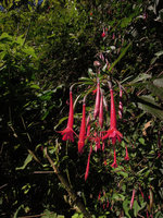 Fuchsia boliviana in habitat, Manu NP 3000 m, Peru