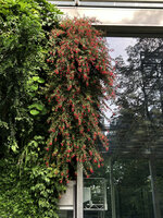 Fuchsia regia at the Fondation Cartier, Sept. 2024