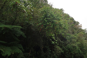 Fuchsia regia subsp. serrae climbing on trees at forest edge, Sao Bonifacio, Santa Catarina, Brazil