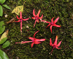 Fuchsia regia subsp. serrae, flowers, Sao Bonifacio, Santa Catarina, Brazil