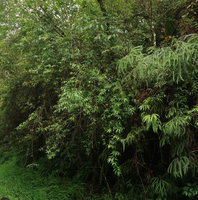 Fuchsia regia subsp. serrae hanging from small trees at forest edge, Sao Bonifacio, Santa Catarina, Brazil
