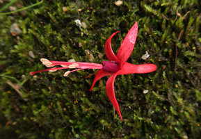 Fuchsia regia subsp. serrae, one flower, Sao Bonifacio, Santa Catarina, Brazil