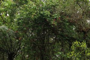 Fuchsia regia subsp. serrae reaching the top of small trees at forest edge, Sao Bonifacio, Santa Catarina, Brazil