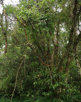 Fuchsia regia subsp. serrae, stems climbing on trees at forest edge, Sao Bonifacio, Santa Catarina, Brazil