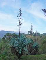 Furcraea quicheensis, old branched individuals with characteristic glaucous leaves and old inflorescences with ripe open capsules, Nebaj, Quiche, Guatemala