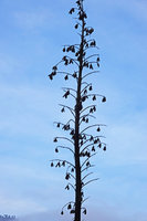 Furcraea quicheensis, ripe open capsules, Nebaj, Quiche, Guatemala