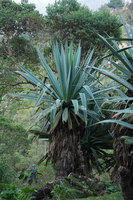 Furcraea quicheensis, trunk covered by old dry leaves, Nebaj, Quiche, Guatemala
