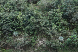 Furcraea quicheensis, young individuals on a vertical rocky bank, Chimaltenango, Guatemala