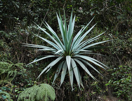 Furcraea quicheensis, young individual with characteristic glaucous leaves, Chimaltenango, Guatemala