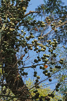 Furcraea samalana, bulbils, Finca el Pilar, Antigua, Guatemala