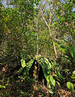 Furcraea samalana, dying after producing the huge branched inflorescence producing mostly bulbils and few capsular fruits, Finca el Pilar, Antigua, Guatemala