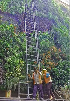 Gardeners during the maintenance and pruning of the Tiger Wings vertical garden, Bangalore