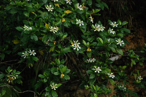 Gardenia jasminoides, flowering branches, Okinawa, Japan