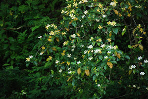 Gardenia jasminoides, white and yellow fading flowers, Okinawa, Japan