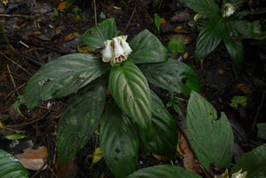 Gasteranthus delphinioides, El Amargal, Arusi, Choco, Colombia