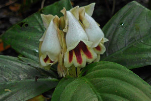 Gasteranthus delphinioides, flowers, El Amargal, Arusi, Choco, Colombia