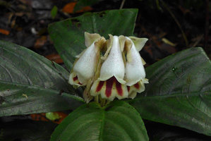 Gasteranthus delphinioides, inflorescence, El Amargal, Arusi, Choco, Colombia