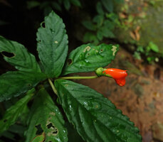 Gasteranthus pansamalanus, almost sessile leaves with undulate margin and flower, Mashpi FR, Pichincha, Ecuador