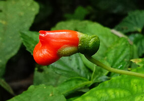 Gasteranthus pansamalanus, flower, Mashpi FR, Pichincha, Ecuador