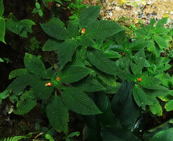 Gasteranthus quitensis, plicate leaves and young inflorescences, Mashpi FR, Pichincha, Ecuador