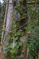 Gaultheria sp., climber, Anggi Lakes, 2000 m asl, Arfak Mts, West Papua
