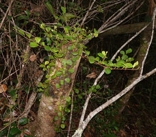 Gaultheria sp. climber, Anggi Lakes 2000 m asl, West Papua