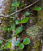 Gaultheria sp., climber, leaf venation, Anggi Lakes, 2000 m asl, Arfak Mts, West Papua