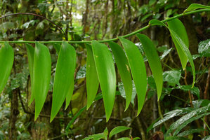 Geitonoplesium cymosum, a climbing Monocot with leaves very similar to Podocarpus and Agathis, growing in same forest habitat, Biausevu, Viti Levu, Fiji