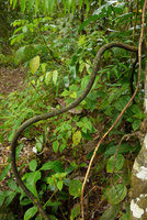 Geitonoplesium cymosum, adult wiry leafless stem, Biausevu, Viti Levu, Fiji