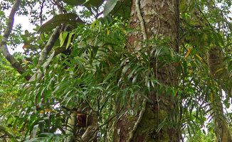 Geitonoplesium cymosum climbing around a tree trunk, Biausevu, Viti Levu, Fiji