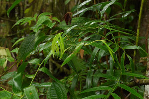 Geitonoplesium cymosum, young shoots, Biausevu, Viti Levu, Fiji