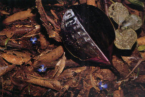 Geogenanthus ciliatus, blackish shiny leaves and bright blue flowers, Puyo, Ecuador