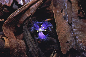 Geogenanthus ciliatus, flower, Puyo, Ecuador
