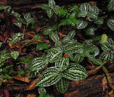 Geogenanthus poeppigii, bullate leaves enhancing capture of multidirectional light in deep shade, Inkaterra, Madre de Dios, Peru