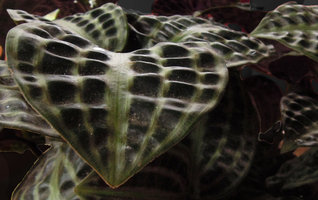 Geogenanthus poeppigii, bullate leaves enhancing light capture in deep shade, Inkaterra, Madre de Dios, Peru
